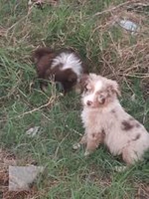   Bergers australiens à l'adoption  