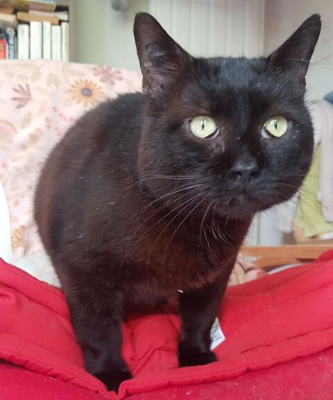 NION CHAT NOIR 7 ANS 1/2 195 92260 Fontenay-aux-roses