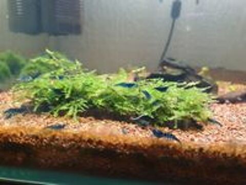   Crevette blue diamond  