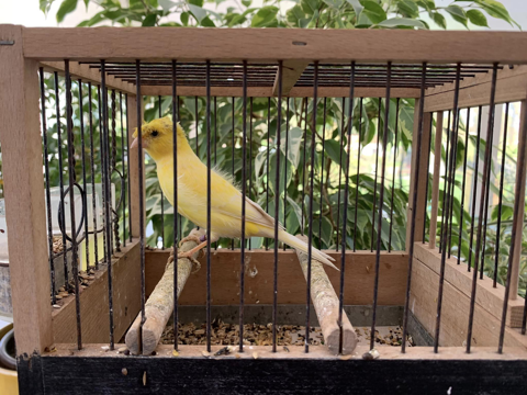 Femelle canaris couleur 2024
35 40000 Mont-de-marsan