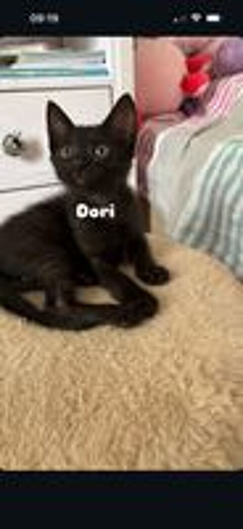   DORY 