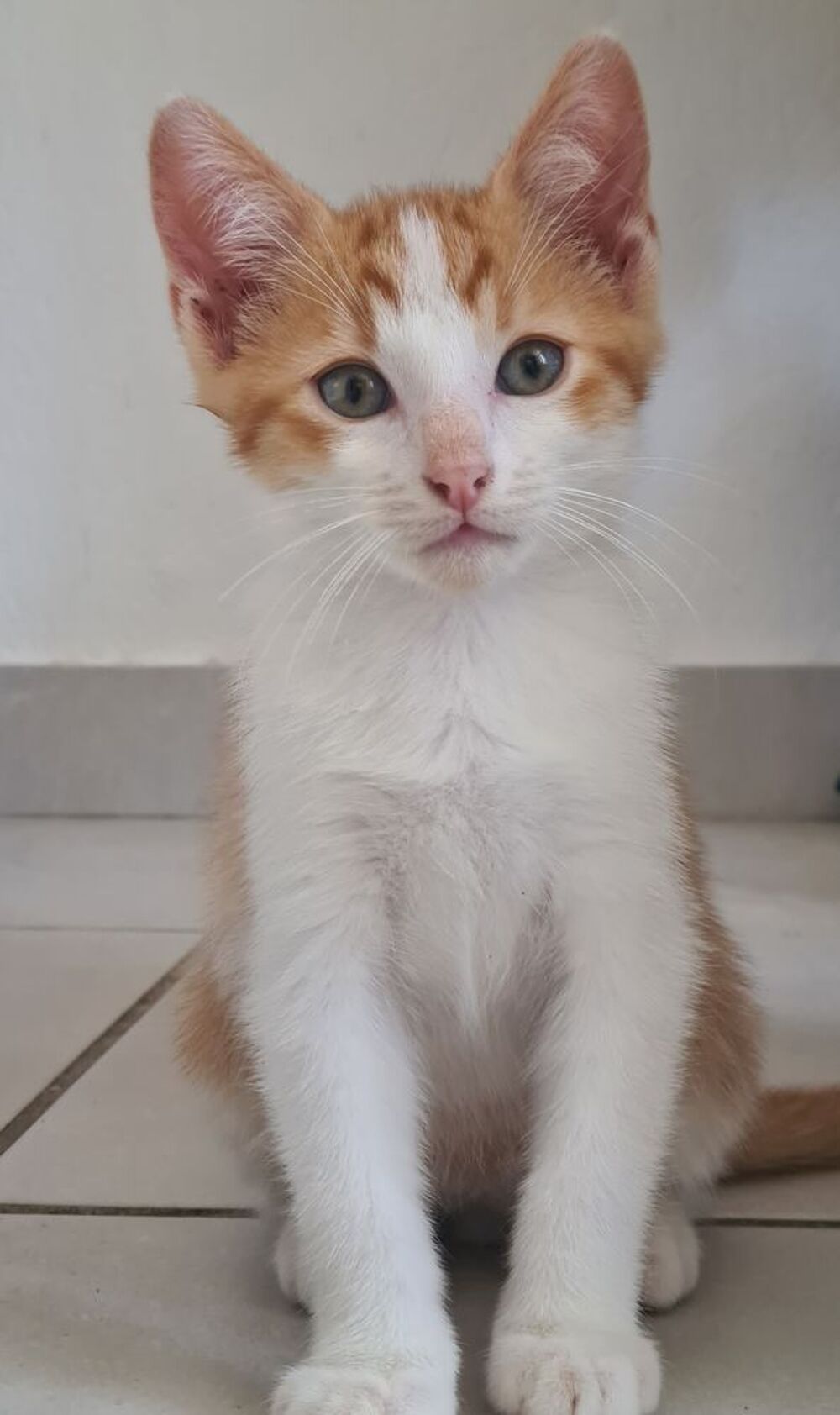   Donne chaton 