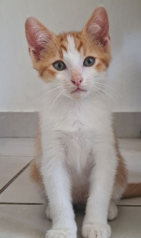 Donne chaton 0 18130 Dun-sur-auron