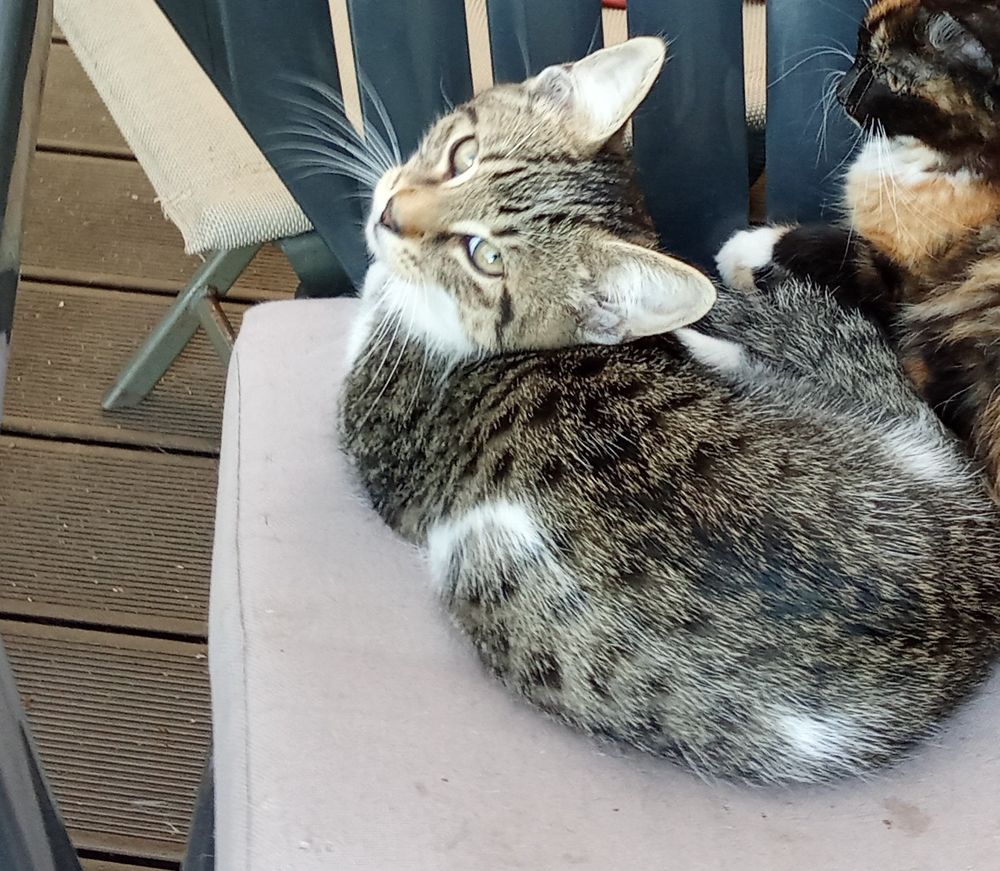   chaton mâle tabby (tigré gris) et blanc 