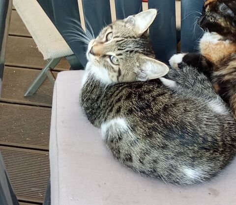 chaton m&acirc;le tabby (tigr&eacute; gris) et blanc 0 72600 Neufchâtel-en-saosnois