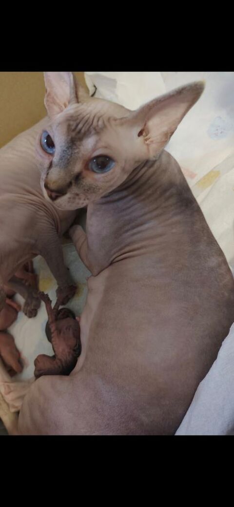 Chatons sphinx 1600 83500 La seyne-sur-mer