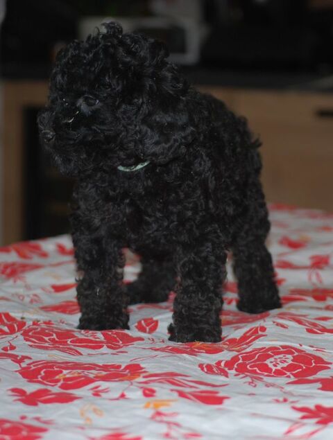 Superbes petits chiots caniches 1400 86000 Poitiers