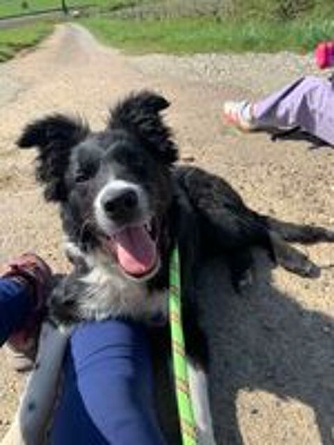   Border collie de 8 mois  