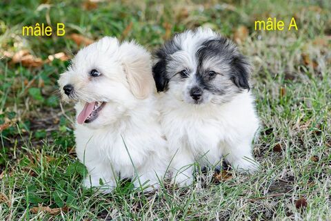 Chiots Coton de Tul&eacute;ar NON LOF 700 82190 Bourg-de-visa