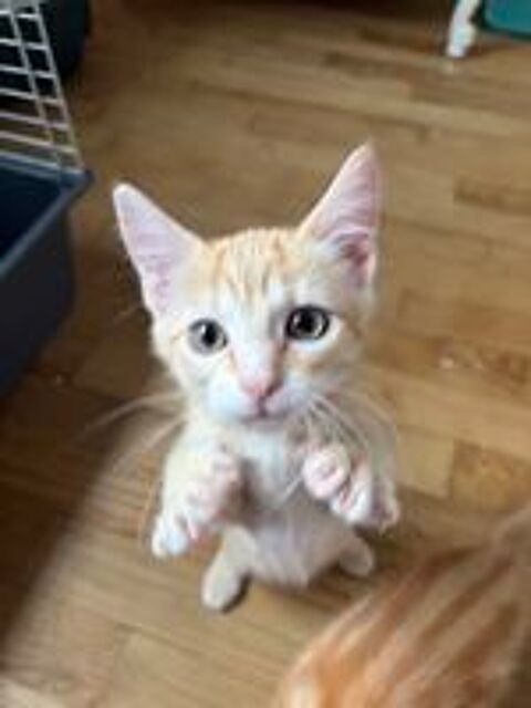   BIJOU 