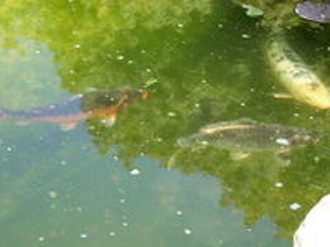   CARPES KOI 