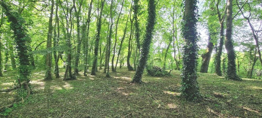 Vente Terrain Grands terrains nature hors lotissement proximité Niort Fors