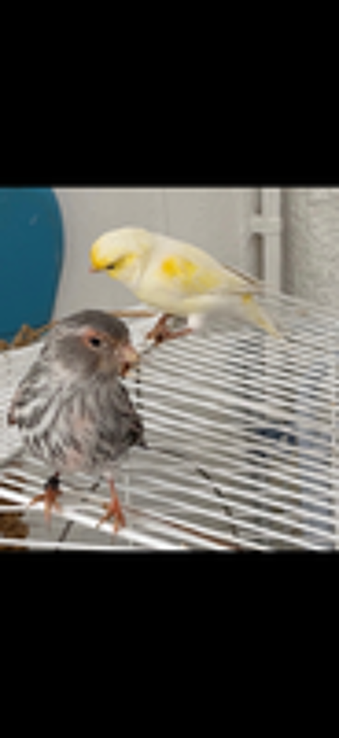   Couple de canaris  