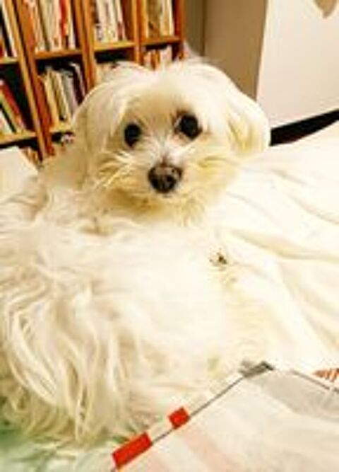   Garde familiale  pour chiens  