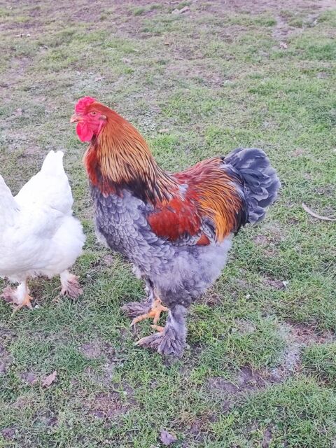 Beau coq Brahma 35 91650 Breuillet