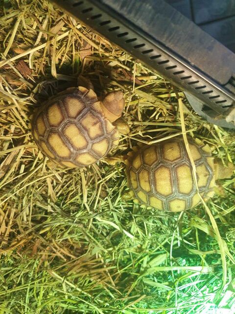 Sulcata 10 mois 140 34450 Vias