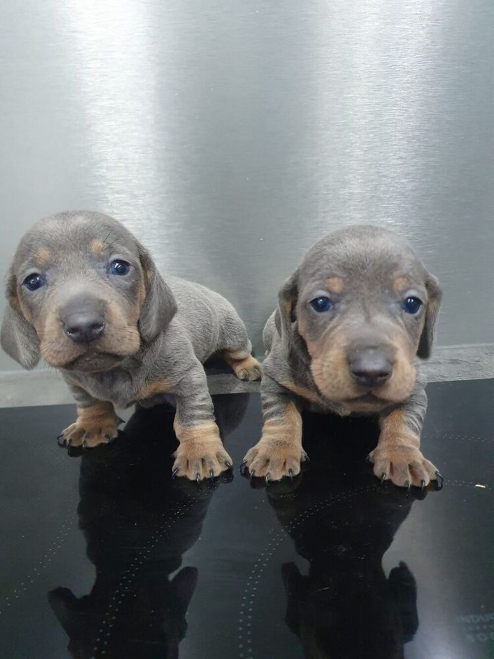   chiot teckel  poils ras  