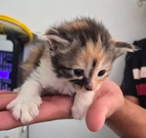   a réserver chatons Européen croisé Maine Coon 