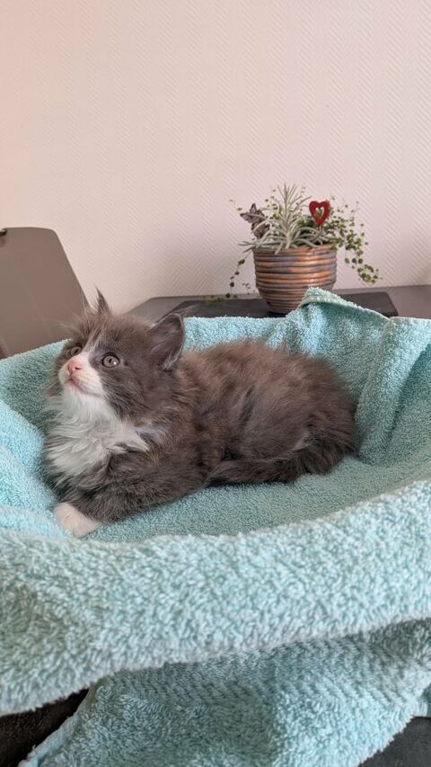 CHATONS MAINE COON 850 57600 Forbach