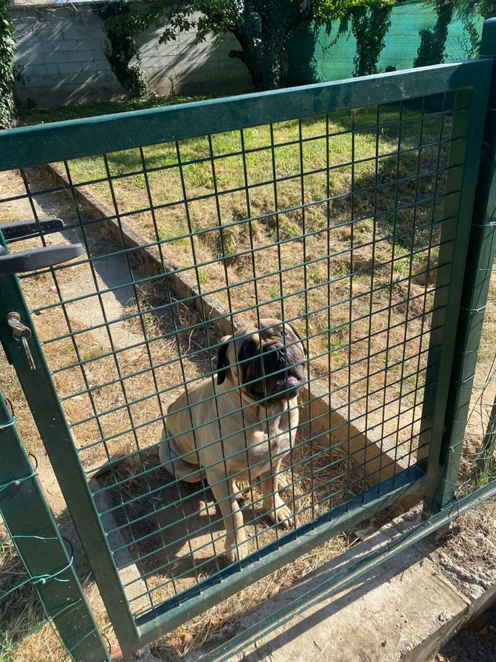   Donne chien Bullmastif mâle de 4,5 ans 