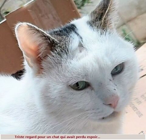 Tendre comme un LOUKOUM, à l'adoption 250 92290 Chtenay-malabry