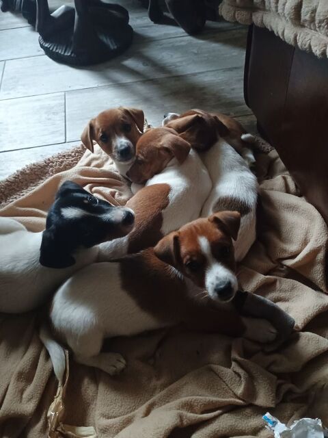 2 Magnifiques jack russell &agrave;  l adoption. 1000 49160 Saint-philbert-du-peuple