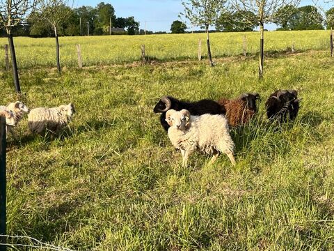 Moutons d'Ouessant  95 22330 Plessala