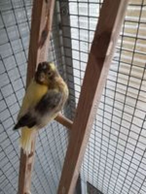   canaris 