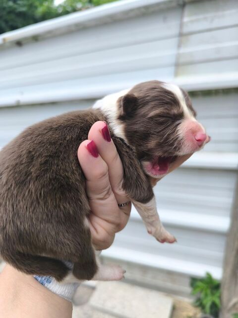 Chiots border collie non lof 650 16300 Barbezieux-saint-hilaire