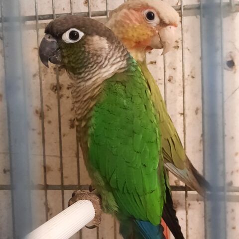 Pyrrhura 80 60590 Talmontiers