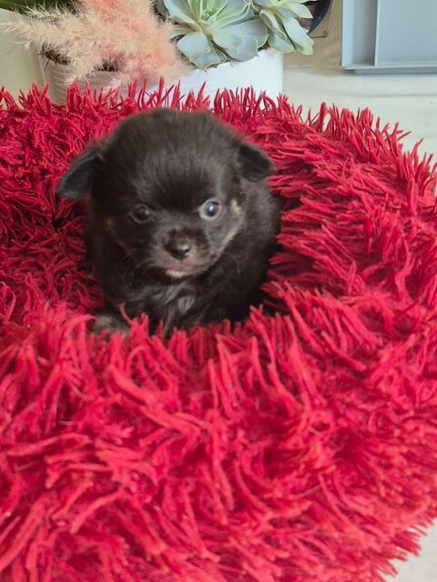 petit chiots chihuahua poils long 780 17400 Saint-denis-du-pin