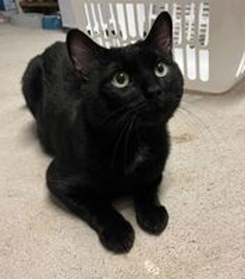   Moshi adorable chat noir 2 ans hyper gentil a adopter 