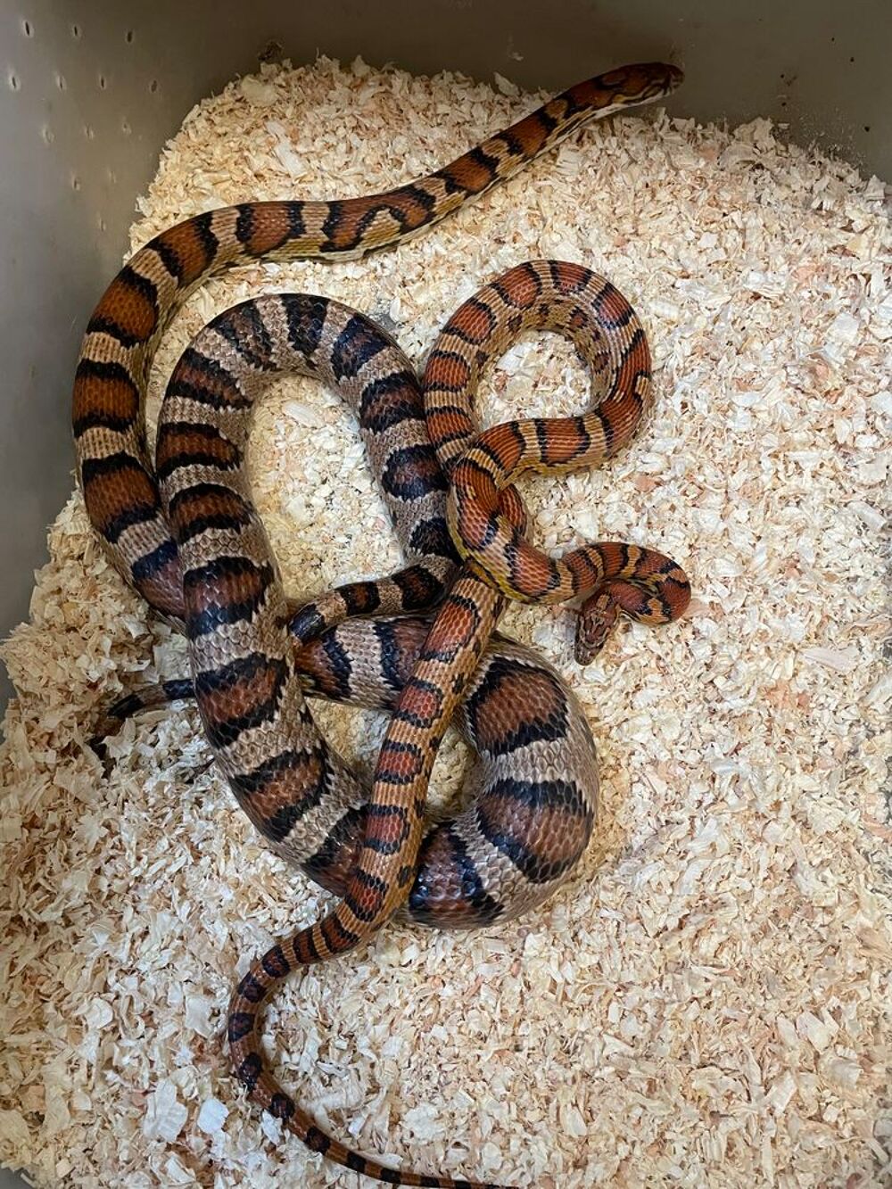   À donner 2 Pantherophis  