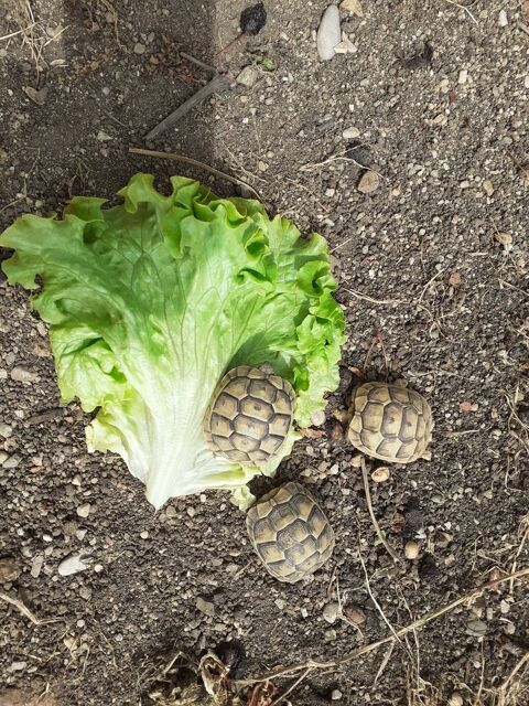 juveniles 40 34450 Vias