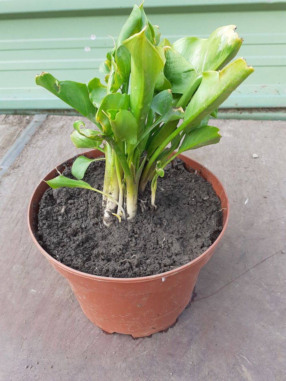 Pots d'arum blanc Jardin