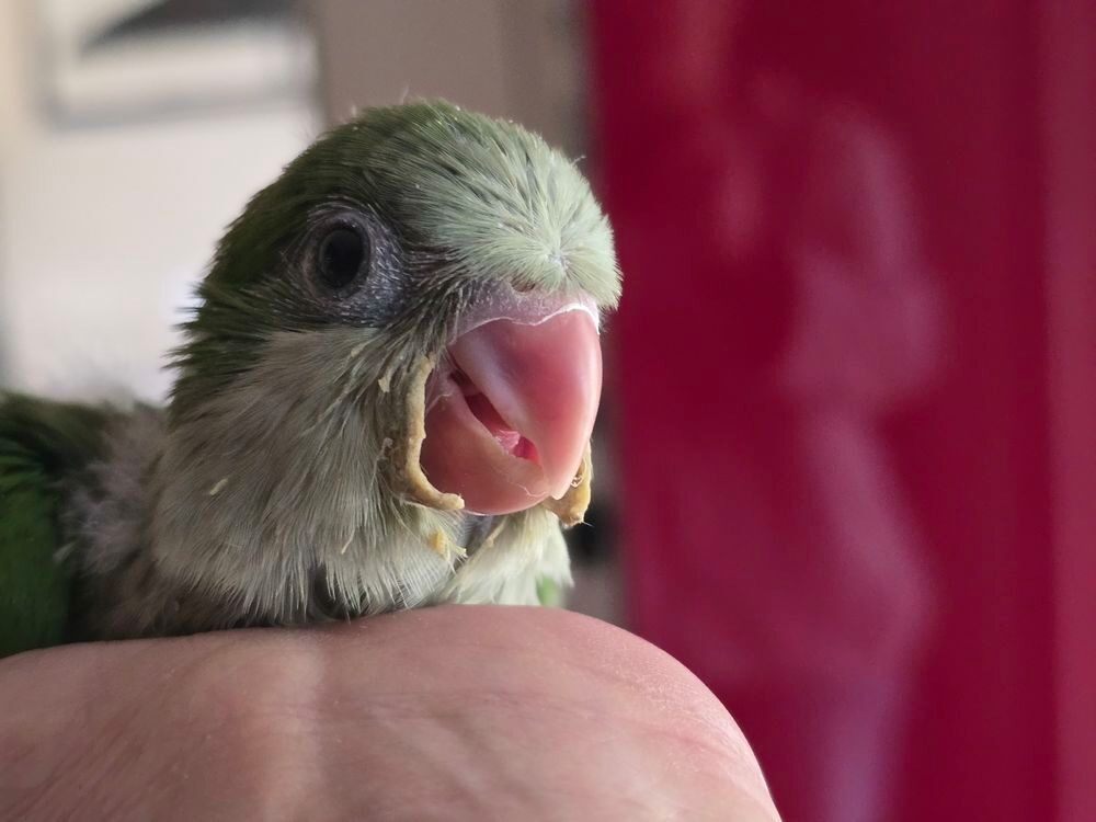   Conure quaker eam 
