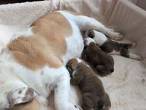   Chiots bulldog anglais LOF  