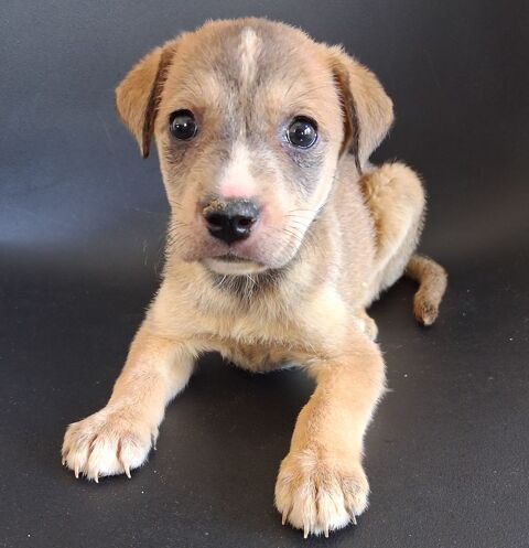 jack russell x chihuahua 0 13700 Marignane