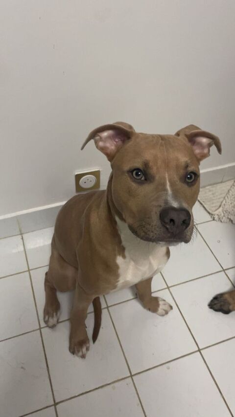 Pablo, 5 mois et demi, recherche de bons adoptants 250 92390 Villeneuve-la-garenne