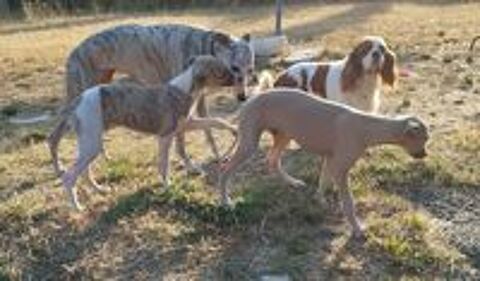    WHIPPETS  lof 