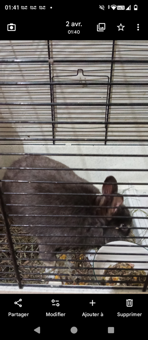 J'ai un lapin a 60� 60 75019 Paris