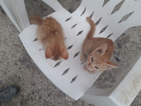 Donne contre bons soins  chaton 0 09100 Pamiers