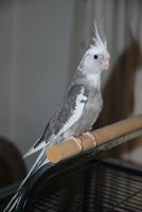   calopsitte eam male 