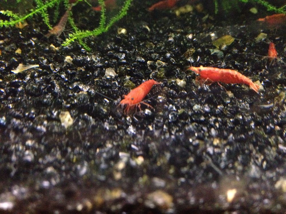 Deux Petites Crevettes Rouges Dans Un Aquarium Avec Des