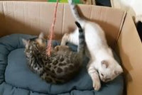   Magnifiques chatons Bengals LOOF petit prix 