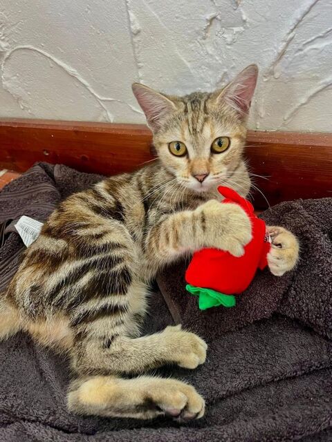 🐾 Aziza, femelle X europ&eacute;en, n&eacute;e le 05/05/2025🐱 200 94000 Cr�teil