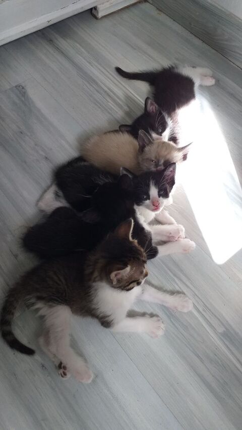 Magnifiques chatons à réserver 0 30290 Laudun-l'ardoise