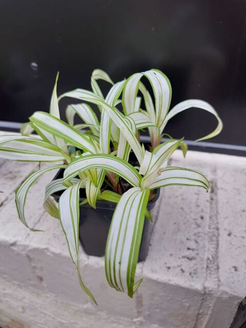 Carex siderosticha ' Shiro ' 4 Sainte-Genevive-des-Bois (91)