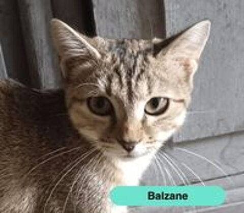   Balzane, chatte tigrée à adopter 