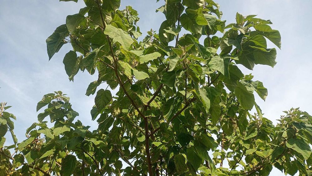Plant de Paulownia Tomentosa (Paulownia imp&eacute;rial) Jardin